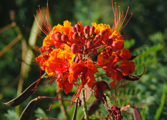 Pride of Barbados